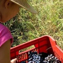 «Vendemmia special» a Salerno, a piedi nudi nell’uva per fare il vino