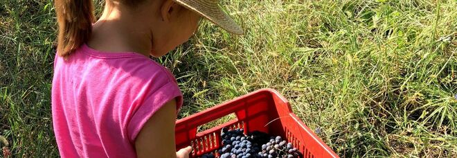 «Vendemmia special» a Salerno, a piedi nudi nell’uva per fare il vino
